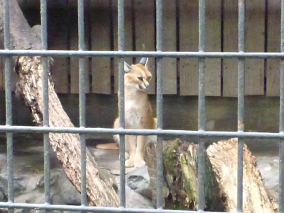 羽村動物園 (31)