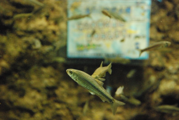 さいたま水族館 (19)