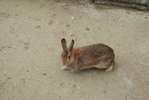 別府地獄めぐり (51)