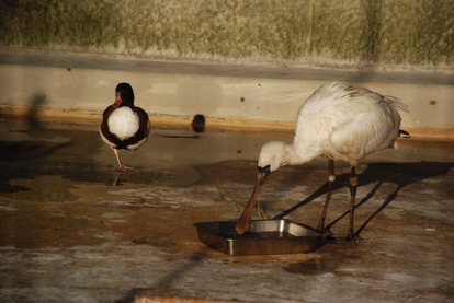 野毛山動物園 (2)