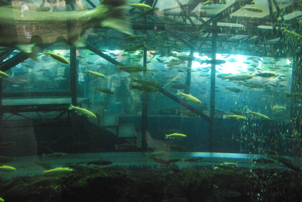 山梨県立富士湧水の里水族館 (11)