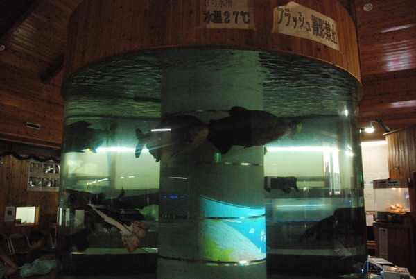 山の出淡水魚水族館 (19)