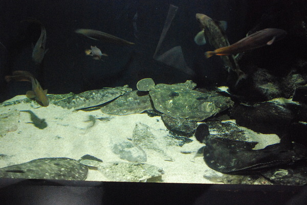 加茂水族館 (10)