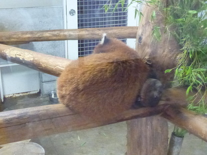 羽村動物園 (9)