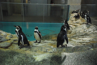 長崎ペンギン水族館 (23)