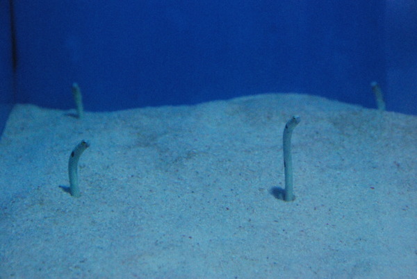 桂浜水族館 (38)