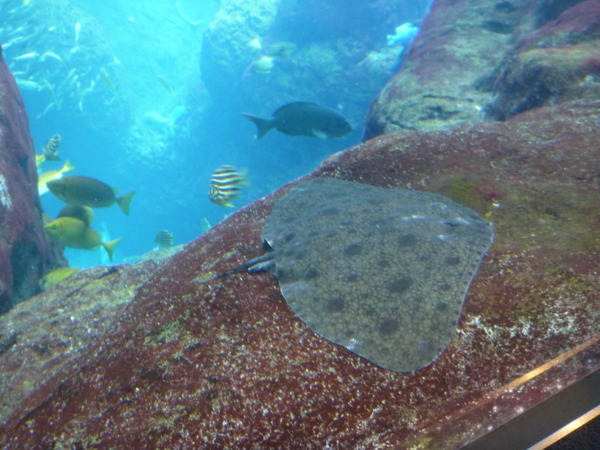 江ノ島水族館 (9)