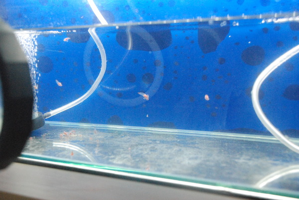 氷の水族館 (23)