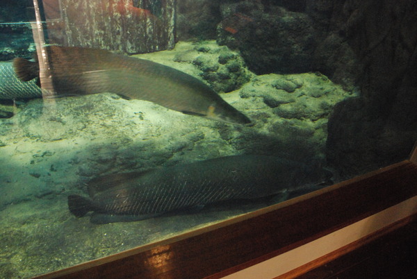 鹿児島水族館 (29)