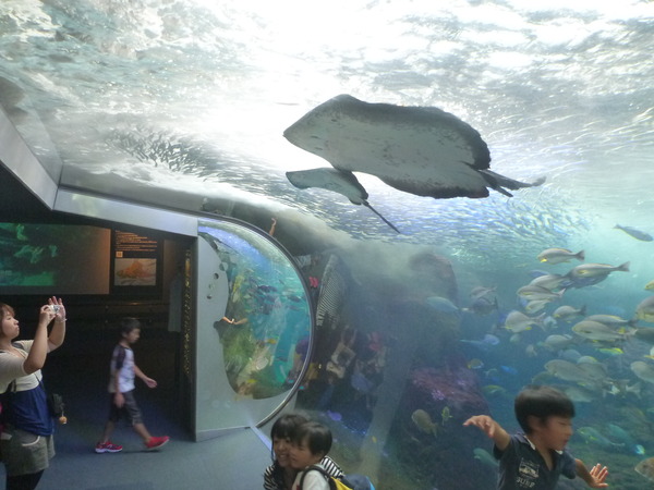 江ノ島水族館 (18)