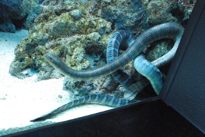 鹿児島水族館 (10)