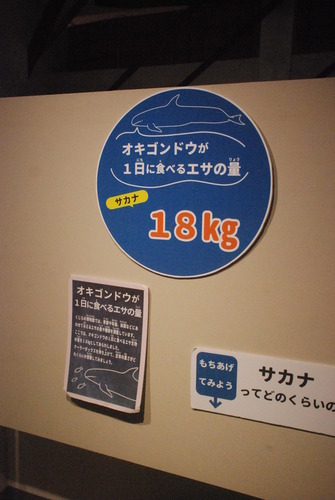 くじら博物館 (36)