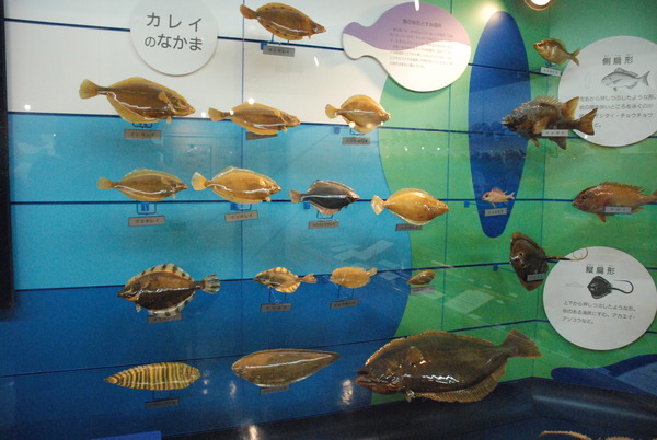 日本一の魚の剥製水族館 (15)