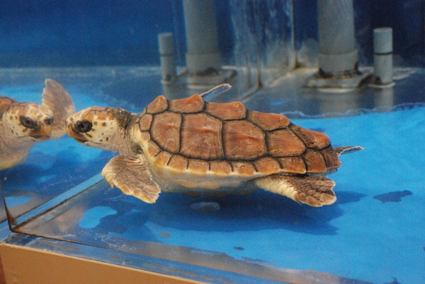 鹿児島水族館 (31)