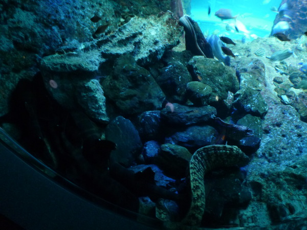 江ノ島水族館 (21)