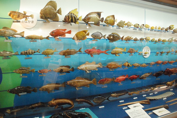 日本一の魚の剥製水族館 (16)