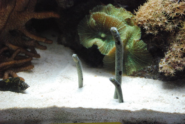 沼津港深海水族館 (34)