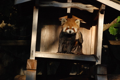 野毛山動物園 (4)