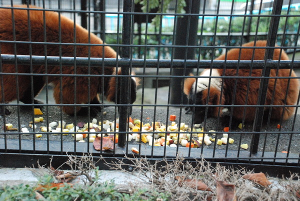 野毛山動物園 (20)