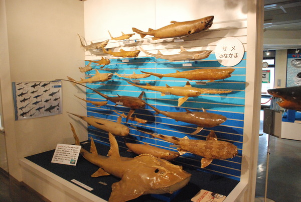 日本一の魚の剥製水族館 (5)