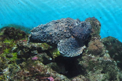 鹿児島水族館 (9)