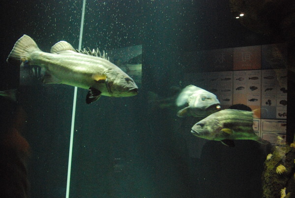 加茂水族館 (13)