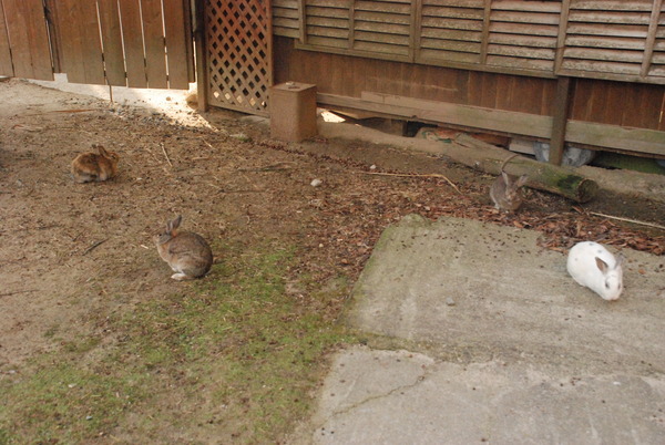 しろとり動物園 (11)