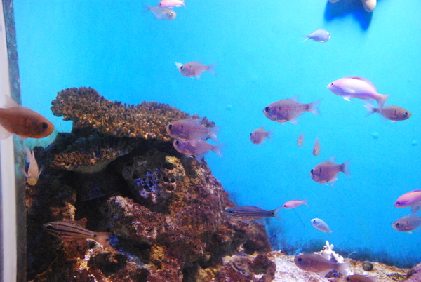 鹿児島水族館 (6)