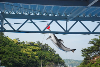 下田海中水族館 (67)