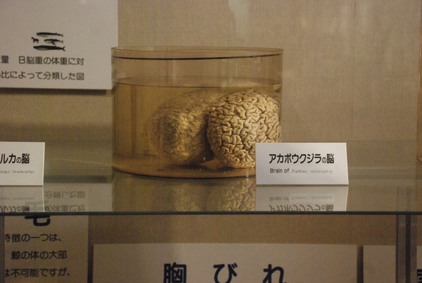 くじら博物館 (33)
