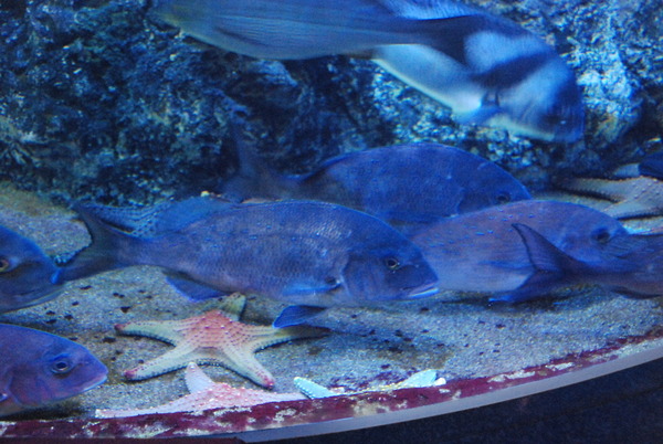 鹿児島水族館 (17)