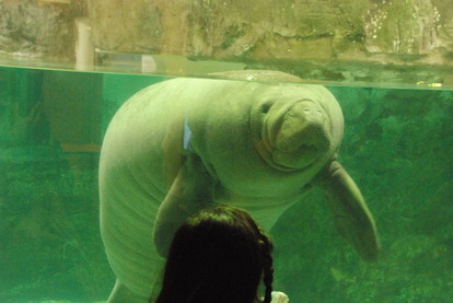 新屋島水族館 (10)