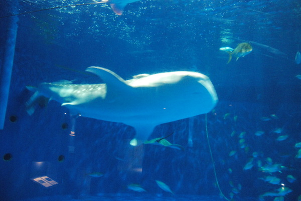 鹿児島水族館 (4)