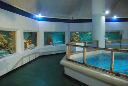 桂浜水族館 (15)