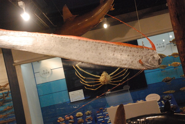 日本一の魚の剥製水族館 (19)