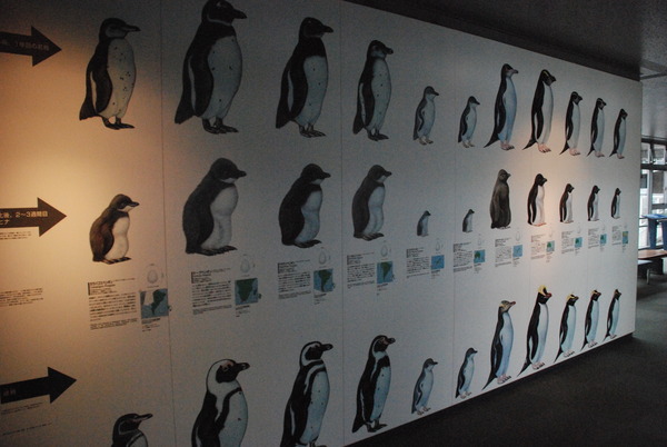 長崎ペンギン水族館 (15)