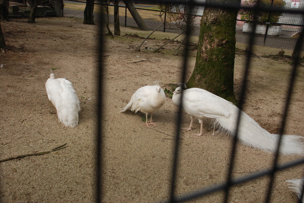 久留米鳥類センター (9)