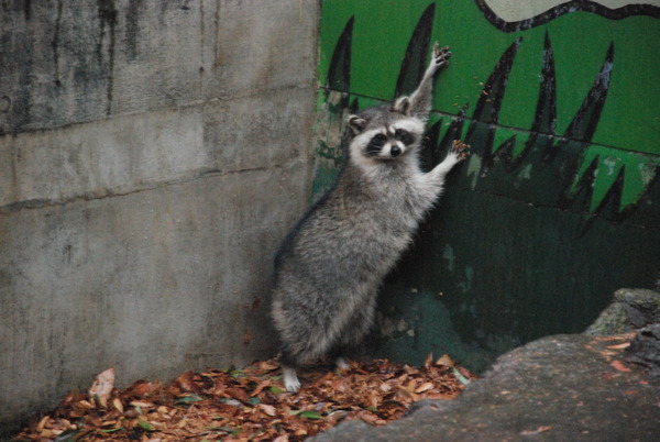 狭山市立智光山公園こども動物園 (39)