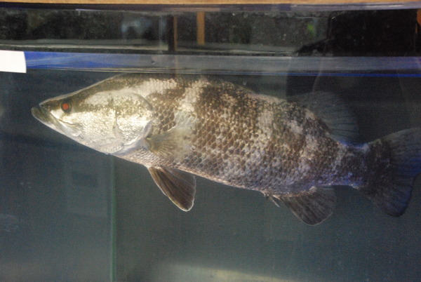 山の出淡水魚水族館 (16)