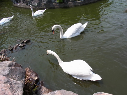 伊豆しゃぼてん公園 (64)