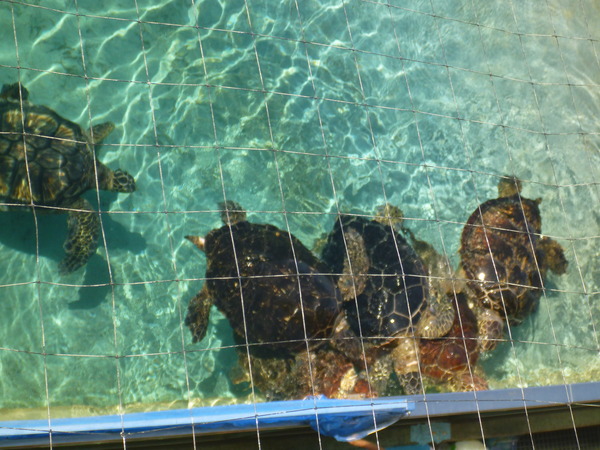 江ノ島水族館 (81)