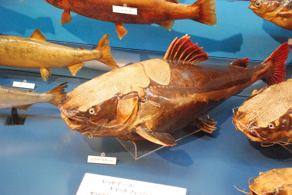日本一の魚の剥製水族館 (27)
