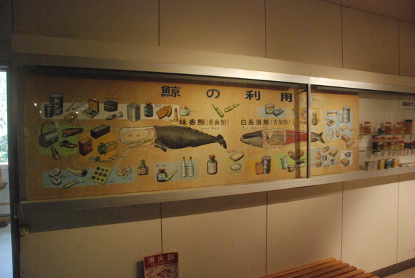 くじら博物館 (38)