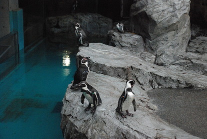 長崎ペンギン水族館 (20)