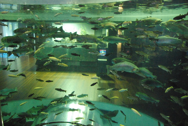 山梨県立富士湧水の里水族館 (29)