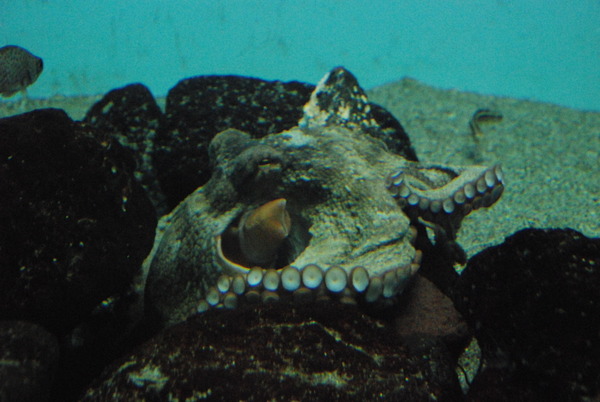 鹿児島水族館 (16)