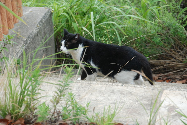 日本列島公園 (7)