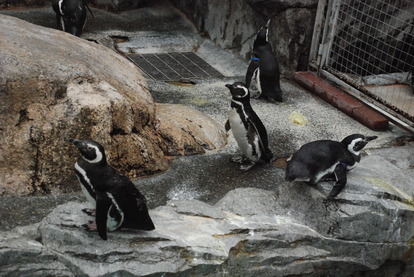 長崎ペンギン水族館 (21)