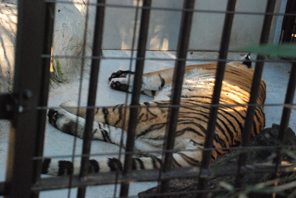 野毛山動物園 (12)