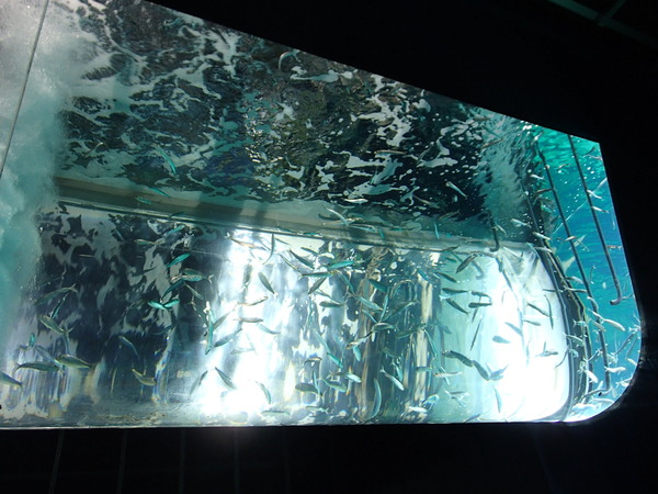 箱根園水族館 (109)